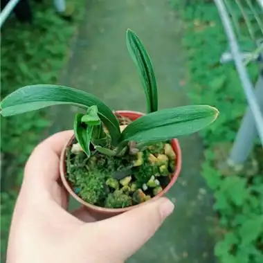 矮种荷瓣珍珠龙3苗 - 中国兰花交易网