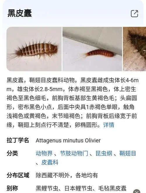 【讨论】或许有人知道黑皮蠹该怎么根除吗?(有虫子图慎入)