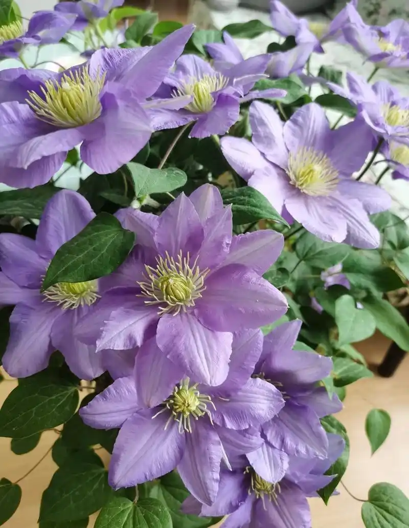 给大家推荐一款适合阳台养的铁线莲——塞尚,大道系矮小品种,株高仅0.