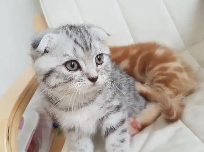 出售一只纯种苏格兰折耳猫