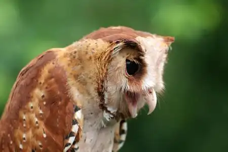 男子菜场捡到猴面鹰专家建议直接放生