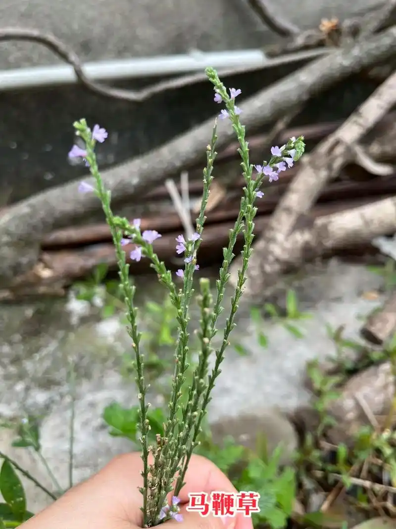 马鞭草