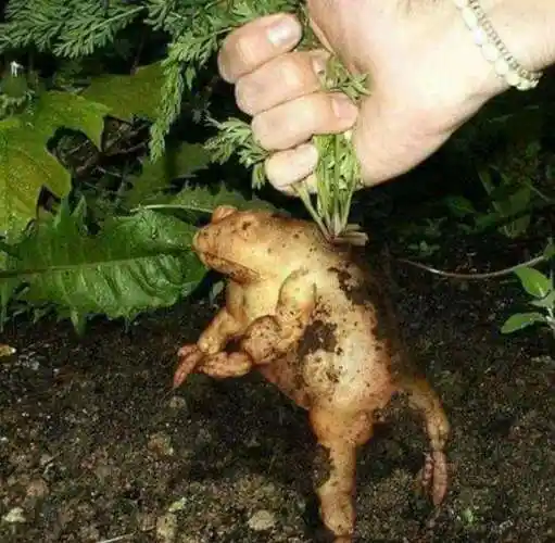 世界上奇形怪状的蔬菜让人看了都不忍心吃网友无从下嘴