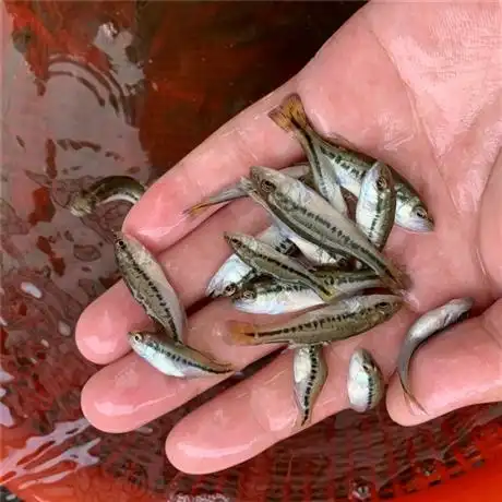 鲈鱼苗优质加州鲈鱼苗优鲈一号鱼苗34公分鲈鱼苗
