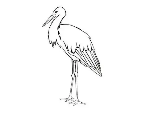 白鹭的简笔画白鹭的简笔画怎么画
