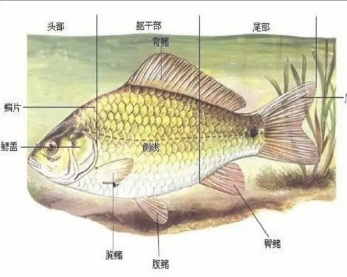 其它 "在生活中体会动物学知识-观察鱼 写美篇3,鱼的身体构造