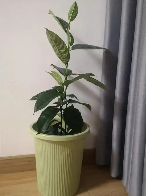 被我移到垃圾桶的菠萝蜜