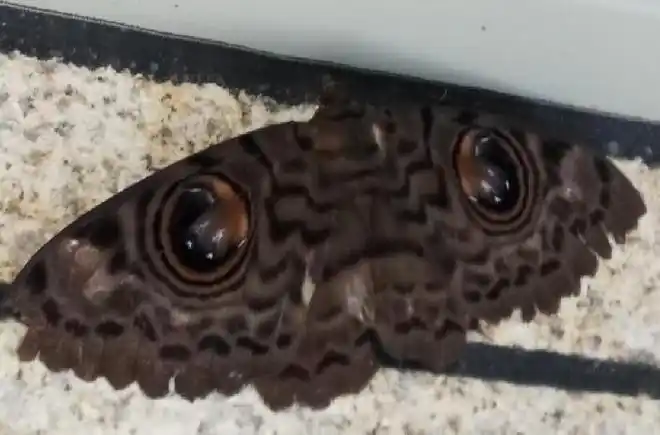 后半的横纹呈斑点波状排列,卷裳魔目夜蛾眼纹搭配翅面的斑纹,与猫头鹰