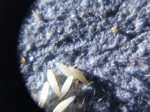 免费孵化金蝉卵枝