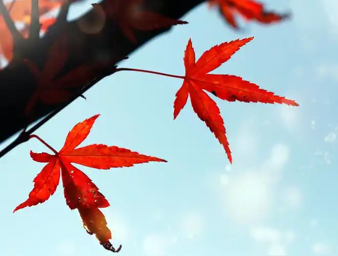 其它 蓝山县湘江大峡谷的红枫叶 写美篇