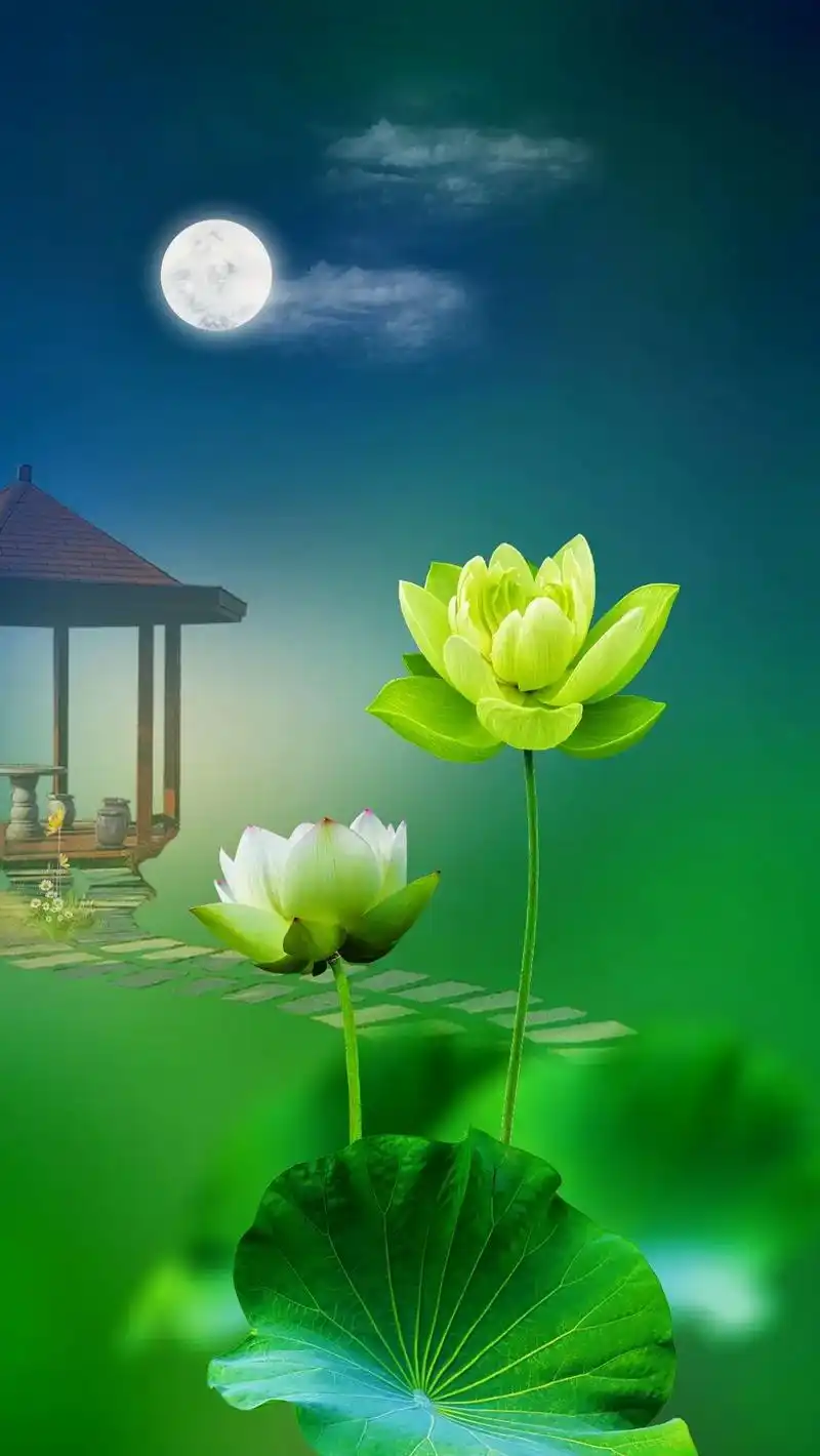 醒图#唯美荷花.  - 抖音