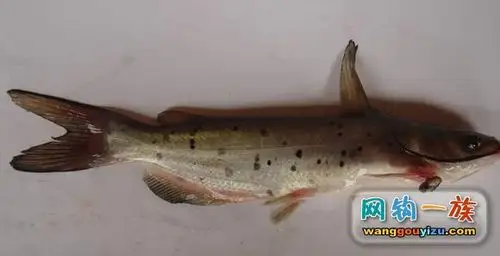 叉尾鮰,原产北美洲,一种外来鱼,脑袋有点像塘鳋_网钩一族钓鱼;钓鱼