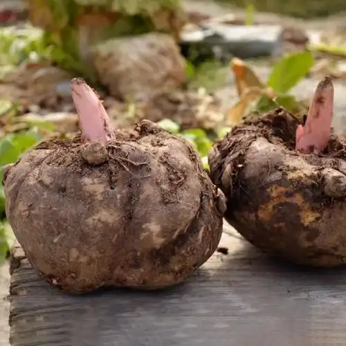 包装形式:简装类别:芋头商品毛重:1.