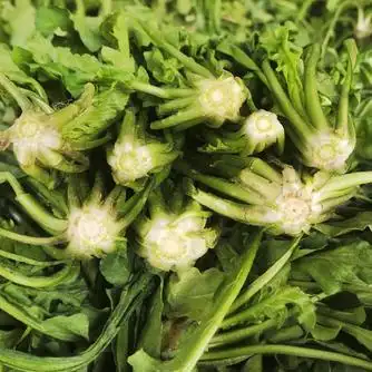 20元/斤大叶荠菜 10cm _ 一亩田