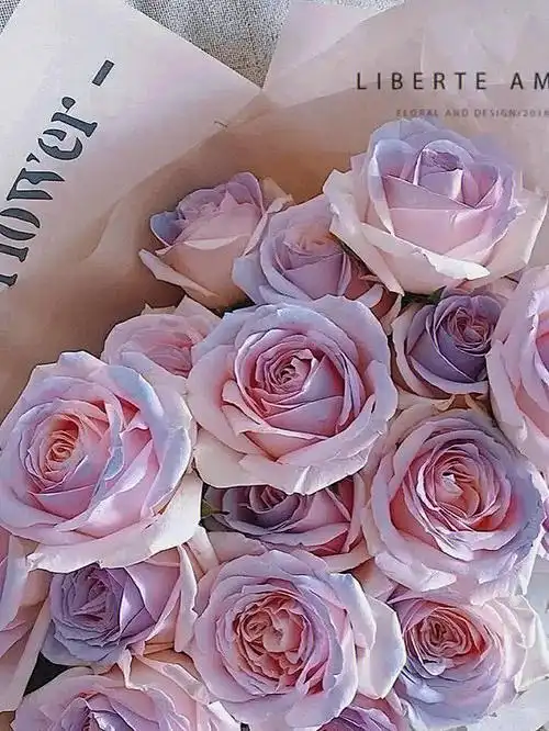 ins玫瑰壁高清分享快来奥每天不同壁纸