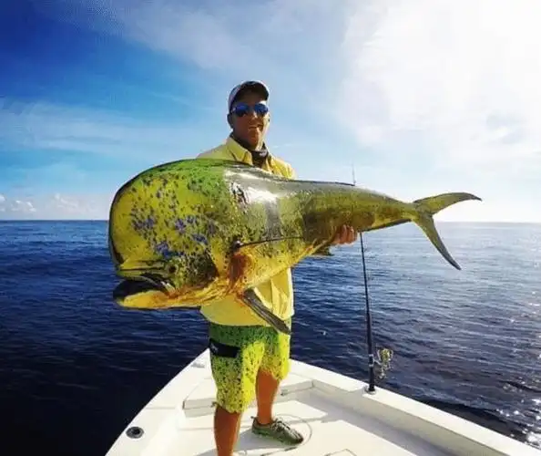 海洋小彩虹蠢萌贪吃鬼鲯鳅