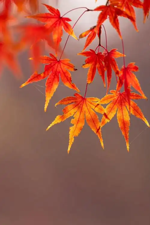 火红火红的枫叶