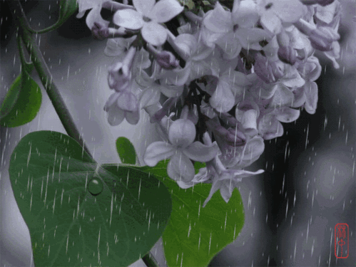 又是一年丁香花开