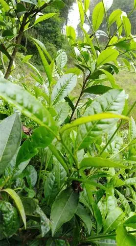 菜地边上石缝里的茶树