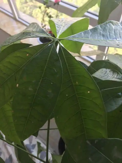 发财树每个叶片上都有干疤,叶尖也都干枯了,是什么病呀?需要怎么办?