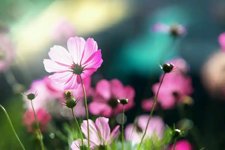 格桑花～ - 堆糖,美图壁纸兴趣社区