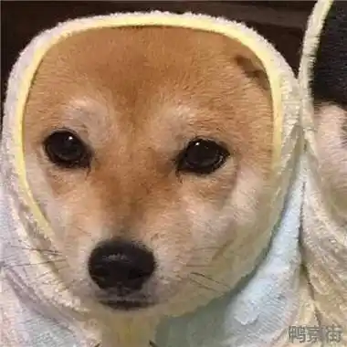 狗狗情侣头像一左一右狗狗情侣头像蠢萌情侣头像狗狗呆萌一对