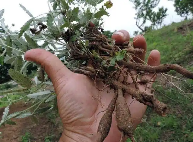 能清热解毒,止血,消肿,别名叫管仲,这种草药你见过?