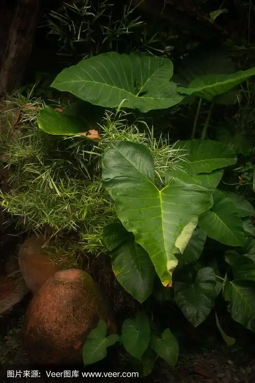 蕨类,热带雨林,叶子,巴厘岛,绿色
