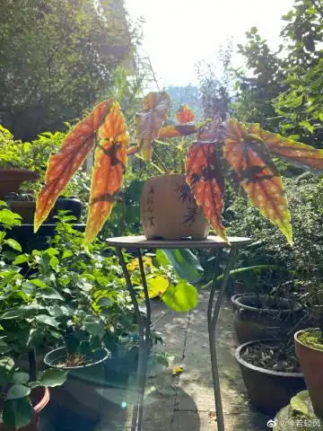 微博 04 查看更多 a 微关系 她的关注(392) 波波的花园 何日君回来