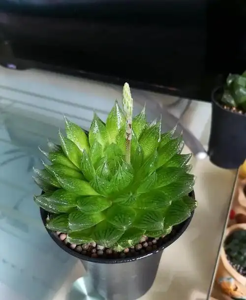 多肉玉露需润养早晚各喷一回水叶片圆润轻松缀化变群生