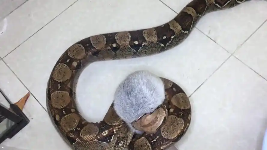 大蟒蛇捕食兔子现场,顶级绞杀的力量,太可怕了!_哔哩哔哩_bilibili