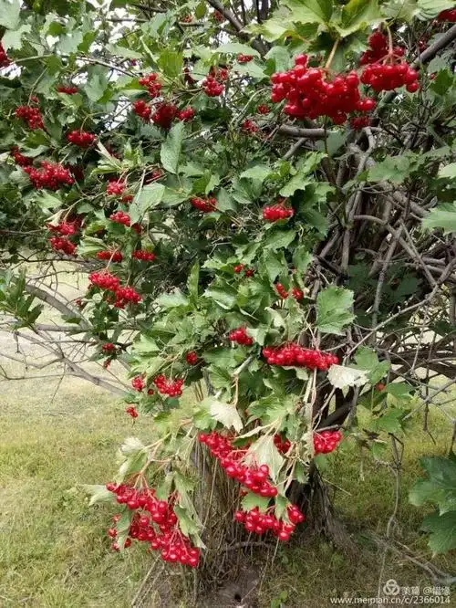 家乡的"山里红"