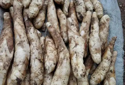 冬粉薯你吃过吗?