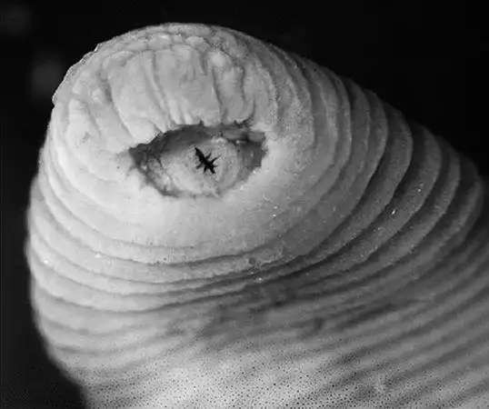 暴君水蛭(图片来源:plos one)