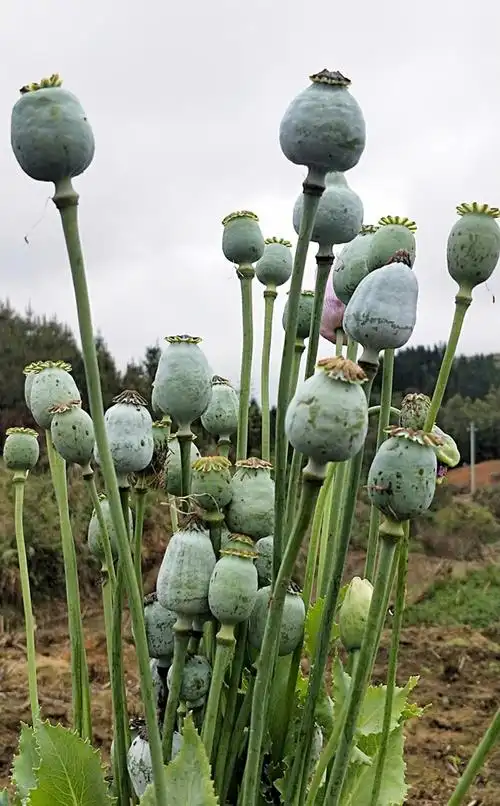 正是吃野菜和种蔬菜的季节万物生长春暖花开