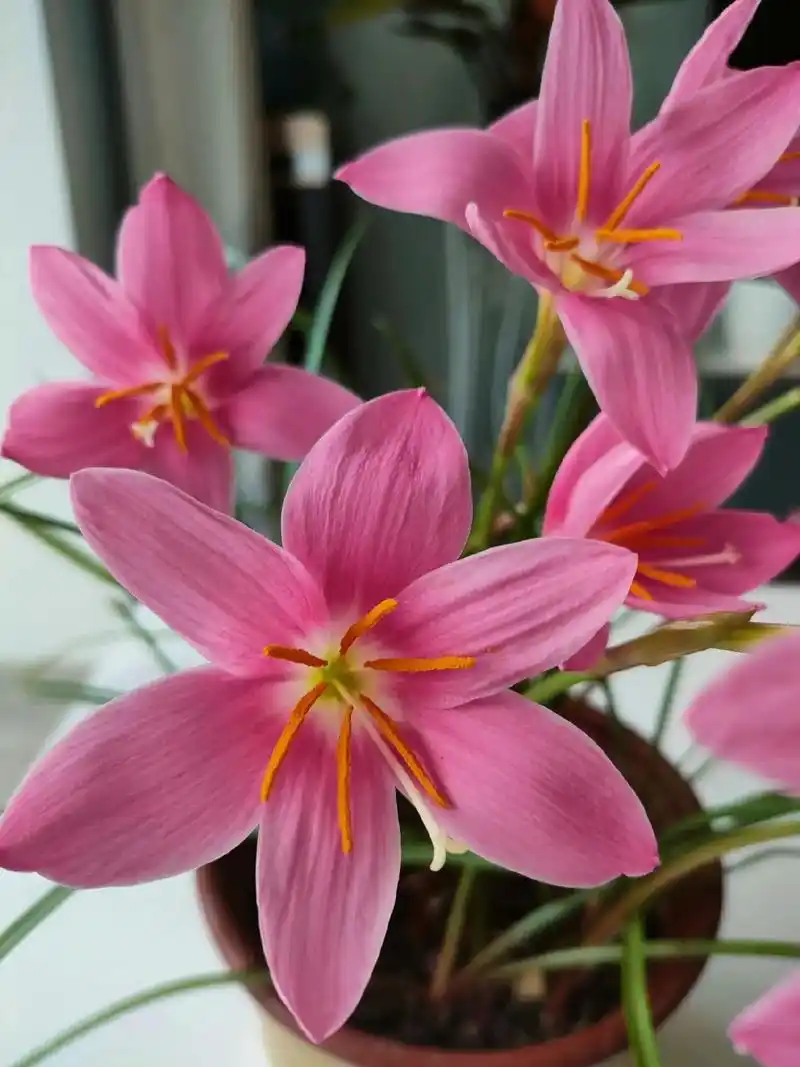 韭兰,又叫风雨兰,它的花语是坚强勇敢,释 - 抖音