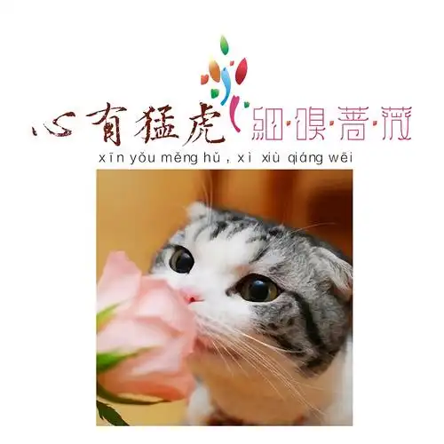 心有猛虎细嗅蔷薇
