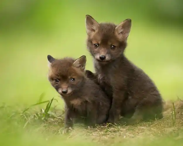 两只可爱的狐狸幼崽