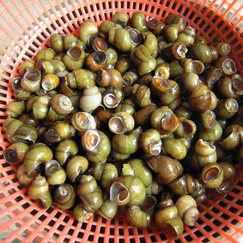 鲜活田螺小田500g重庆四川淡水野生泥螺黄泥泥螺