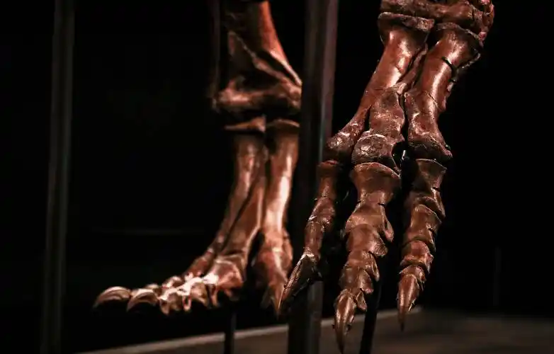 (外代二线)"斯坦"霸王龙化石在阿联酋展出