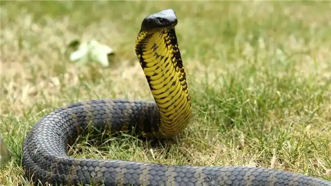 世界十大毒蛇排名 印度眼镜蛇居然不是排第一