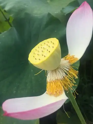 荷花上的莲蓬也是极为好看,淡黄色的就好像一个倒立的金字塔.