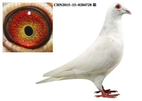 19 ,庆国父子"苍白骑士"精品种鸽 保证金级 拍卖