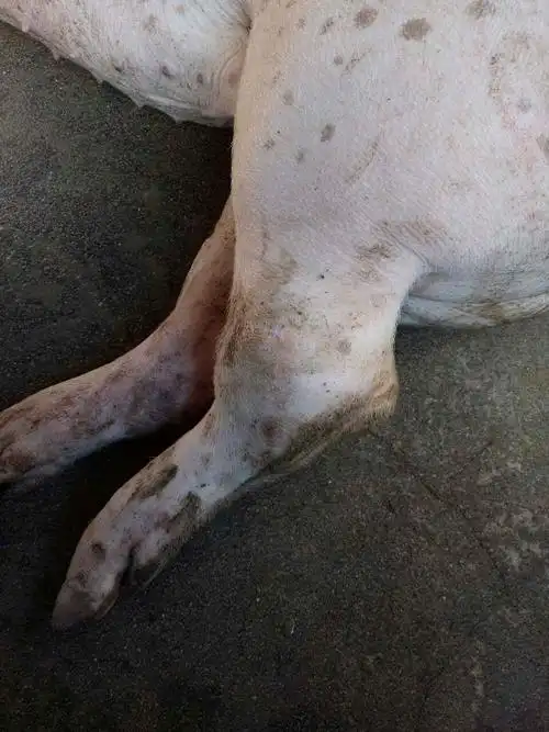 目测不太像口蹄疫  像腐蹄病  .