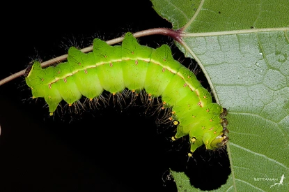 绿尾大蚕蛾5龄幼虫 (图片来自flickr)