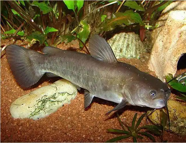 catfish - brown bullhead catfish or mud cats