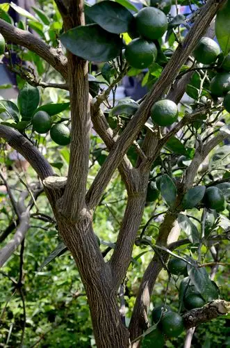 使用植物油的柑橘树杆干净.