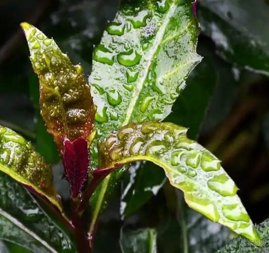 英语翻译工程技术科学语言学花鸟鱼虫购物 向ta提问私信ta 紫叶菜