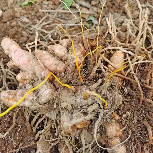 广西野生小黄黄姜新鲜姜黄产妇月子宝宝洗澡生姜