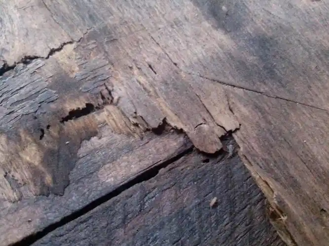 木头比较潮湿. 虫子比较小,大概只有3到5毫米长.白色的.